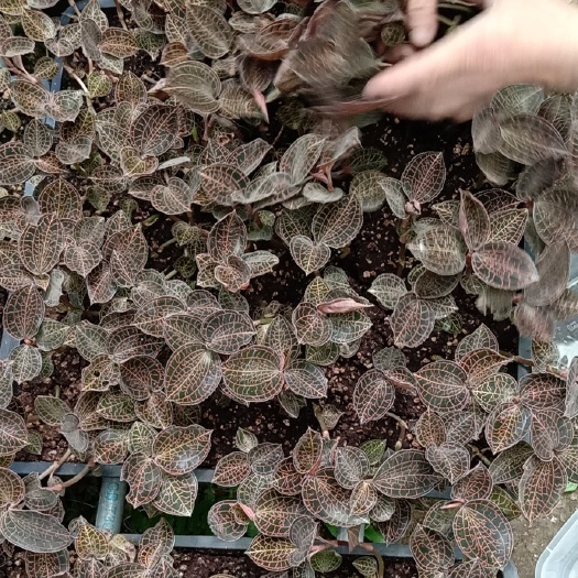  基地直发优质金线莲鲜品