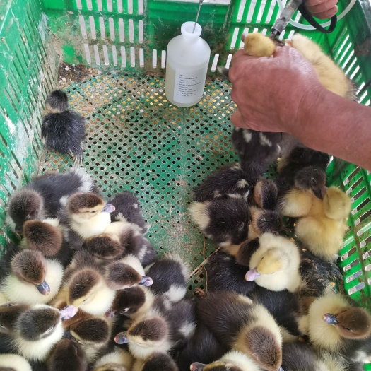 南宁 番鸭苗，黑番鸭苗，白番鸭苗
