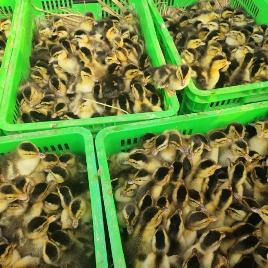 衡南县大种麻鸭苗青头鸭苗长速快55-60天出栏大品种麻鸭优质品种
