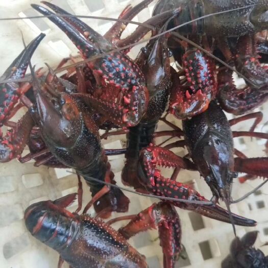 潜江市 潜江清水小龙虾产地直销价格美丽