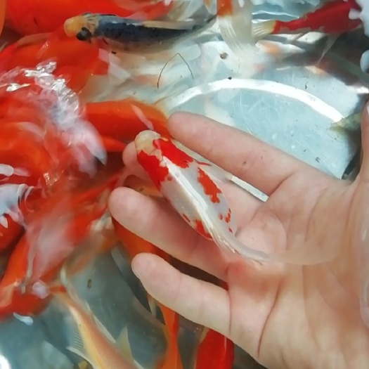 江门 锦鲫养殖户  观赏鱼