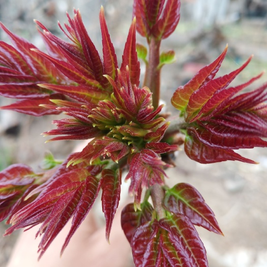 郧西县 香椿芽