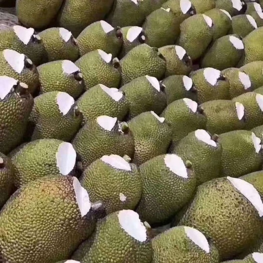 金平县 越南西贡菠萝蜜