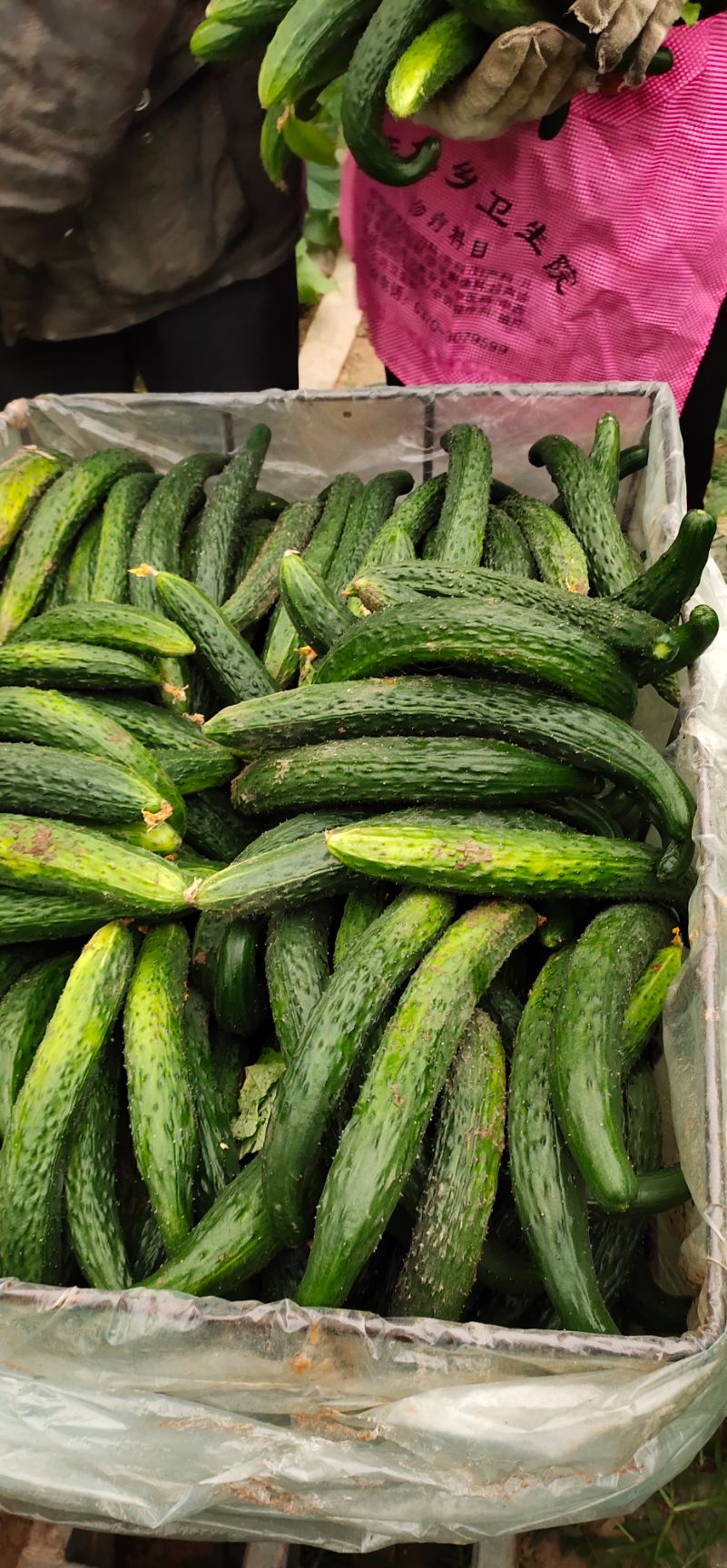 黑条黄瓜津美79