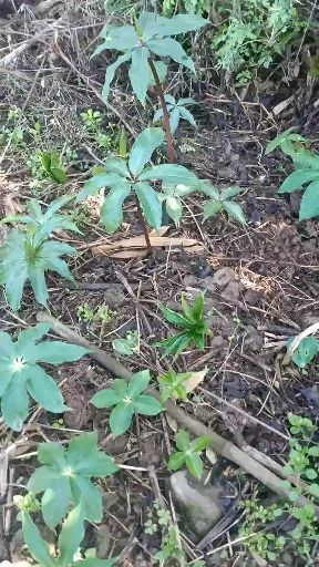 峨边县 华重楼 降价了