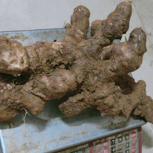 清远 清远本地土茯苓