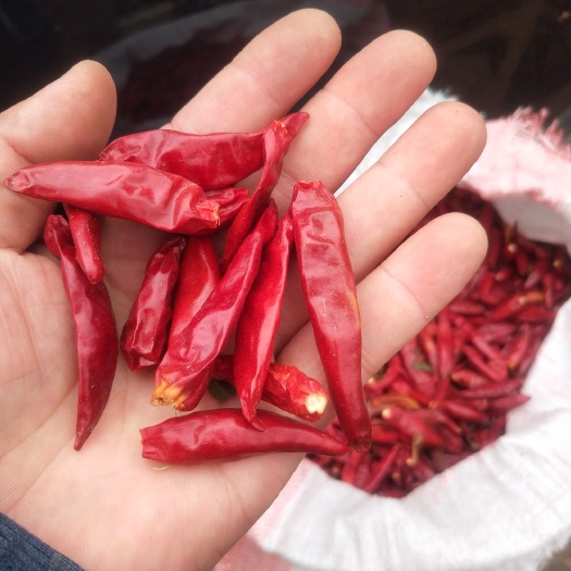 太康县白辣椒 自家种的！为了父母多卖点钱。诚信经营