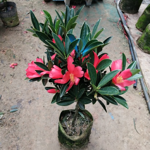 山茶花  杜鹃红山茶茶花苗带花苞 四季绿植花卉茶花盆栽室内客厅阳台植