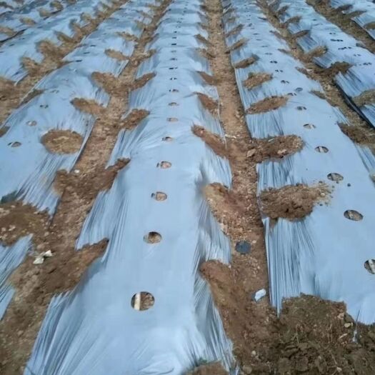凯里市银灰黑地膜 防老化反光膜
除草祛虫