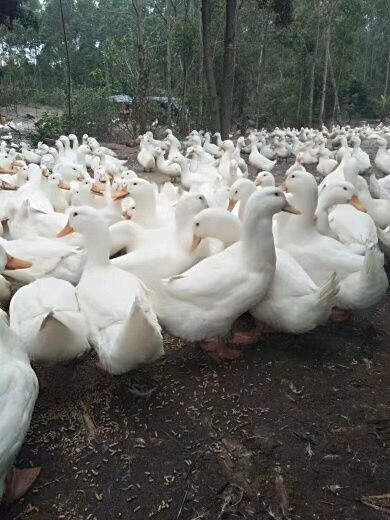 桂柳鸭苗  桂柳白鸭苗