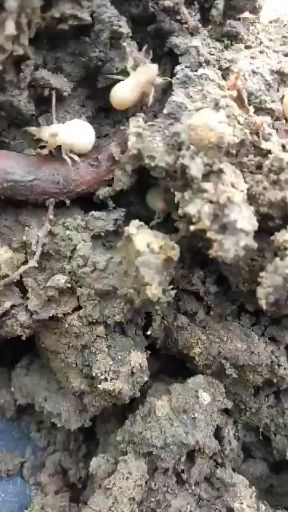  大量供应金蝉卵支