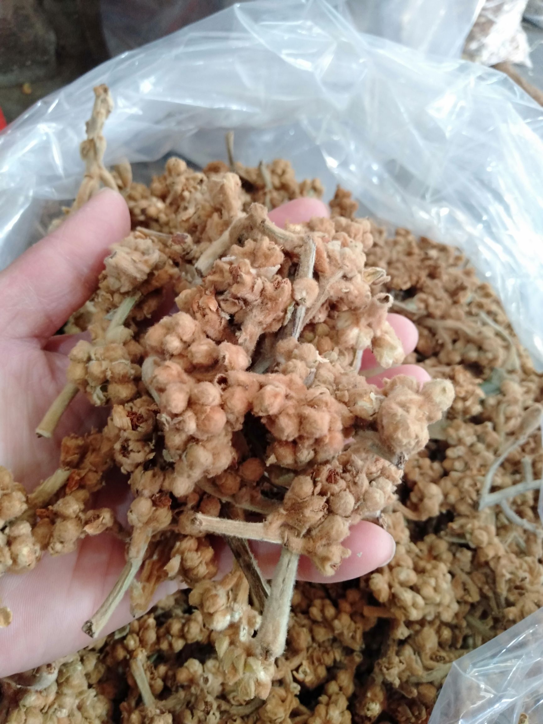 枇杷花茶 農(nóng)家枇杷花，干，顏色好香味好，量大優(yōu)惠