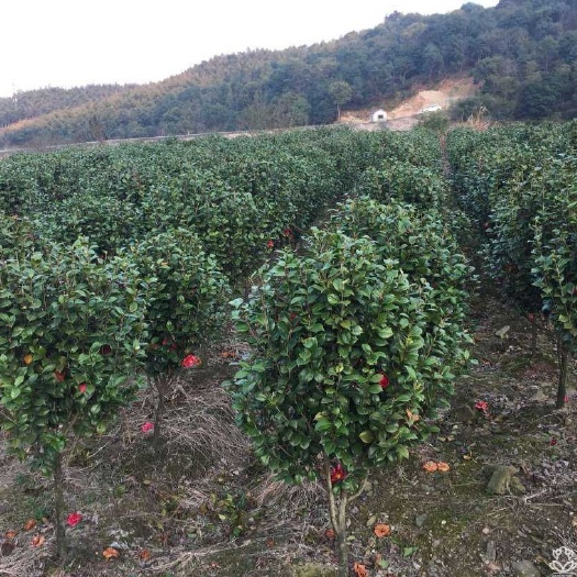 枣阳市 山茶花