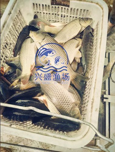北京批发北京大鲤鱼