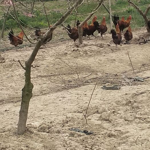 太仓市草鸡 散养草鸭，纯散养