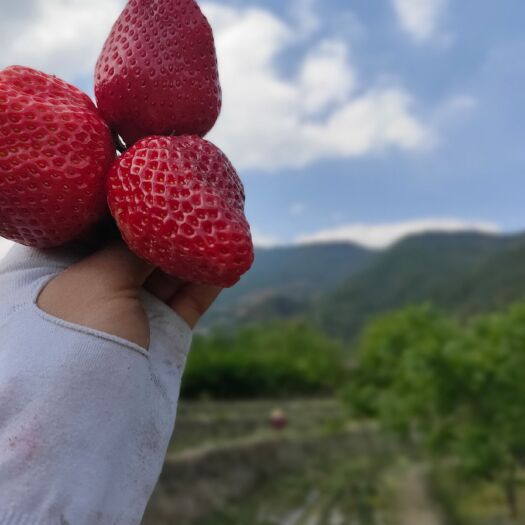 德昌县妙香草莓  黔莓草莓  露天草莓