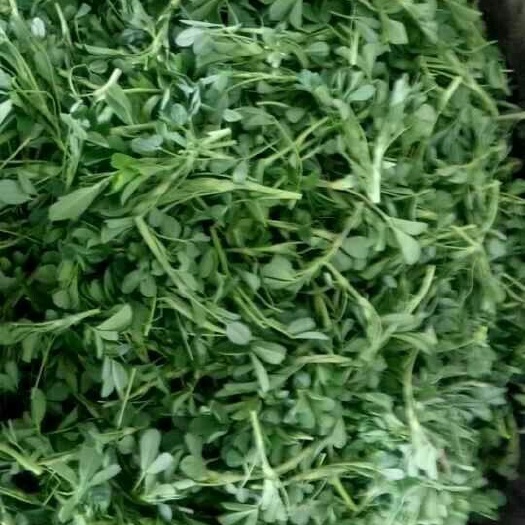 沧县紫花苜蓿 琛青宜鲜新鲜速冻苜蓿芽 酒店特色食材金花菜草头批发凉拌苜蓿菜