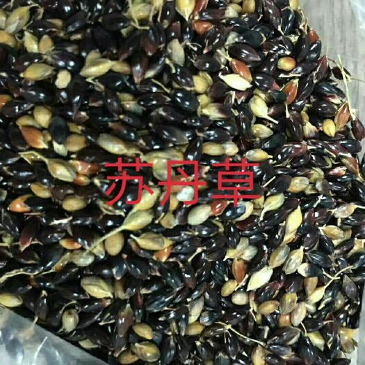 郑州苏丹草种子