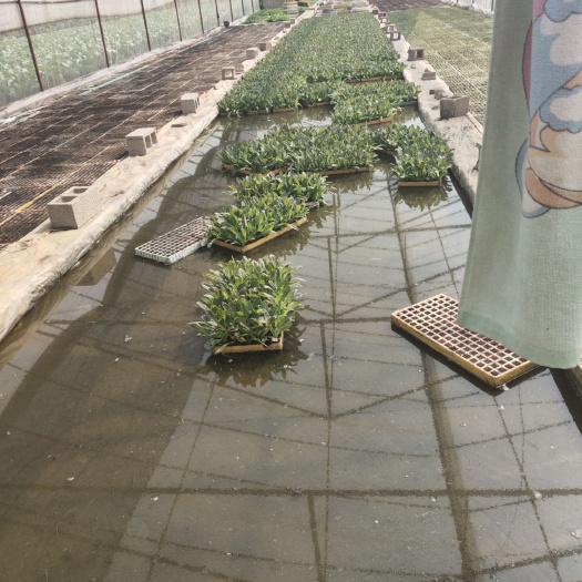 通海县白菜苗  蔬菜苗松花