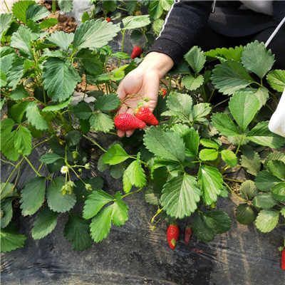 平邑县 四季草莓苗南北方阳台种植果树苗当年结果奶油红颜草莓种苗秧盆