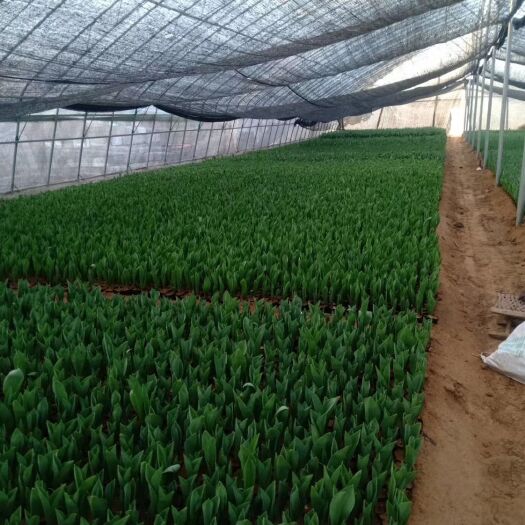 青州市 郁金香种植基地，出售球大包郁金香