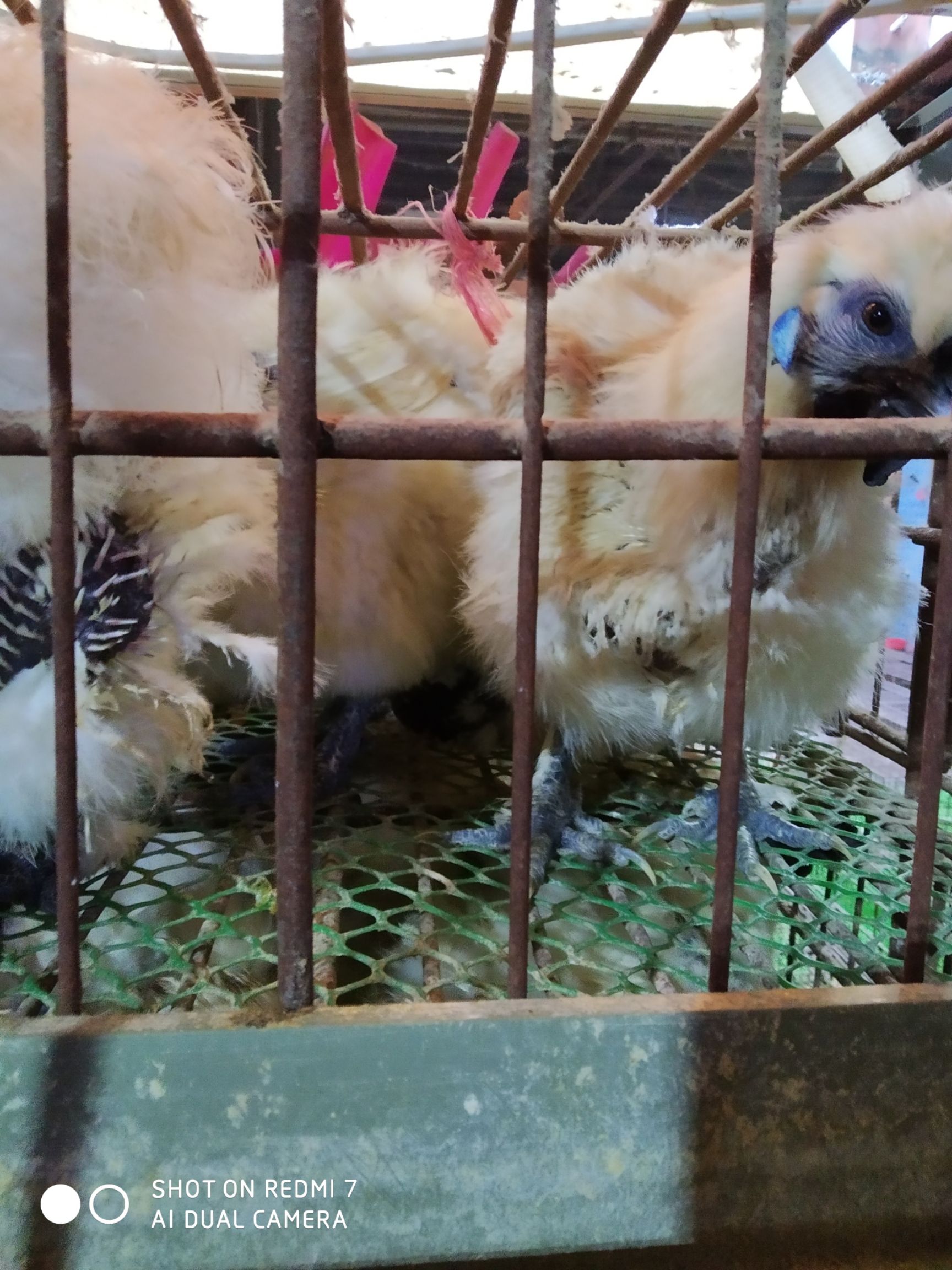 白羽乌鸡  老竹丝鸡、老乌鸡