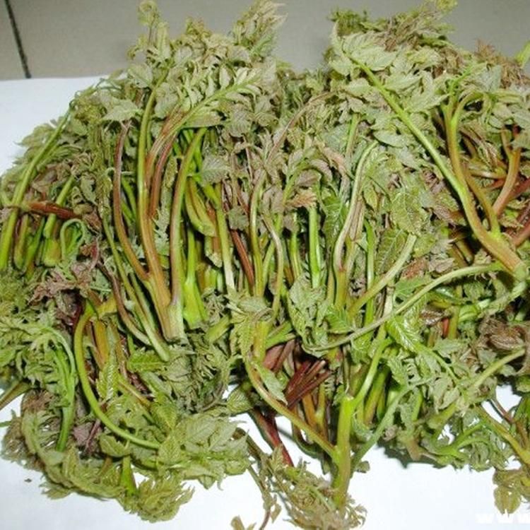 禹州市木兰芽
