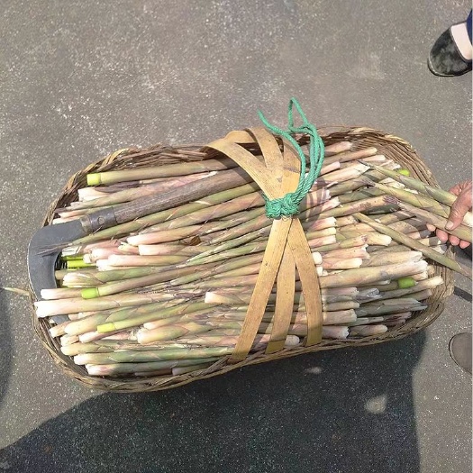 池州 2020新鲜小竹笋，即将上市，货源充足！