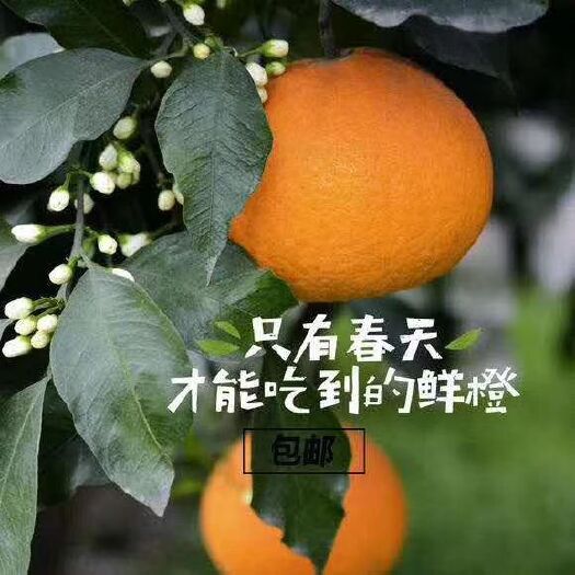 仁寿县青见柑桔 新鲜青见现摘现发