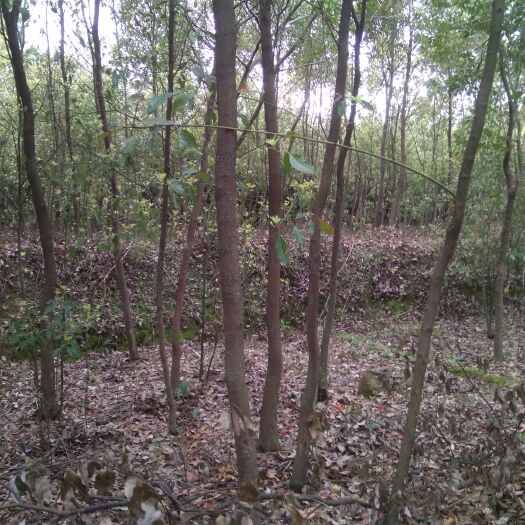 芜湖 香樟6---8公分刹头樟，量大，苗圃直供。