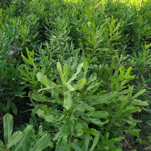 永德县澳洲坚果苗 出售大量坚果苗！
2年3年5年苗都有！