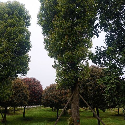 益阳 大量供用精品香樟，桂花 ，红叶石楠，栾树，紫薇，玉兰树等苗