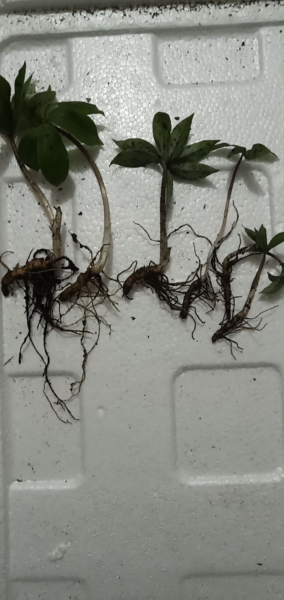 南重楼 一年小苗0.3元，小投资