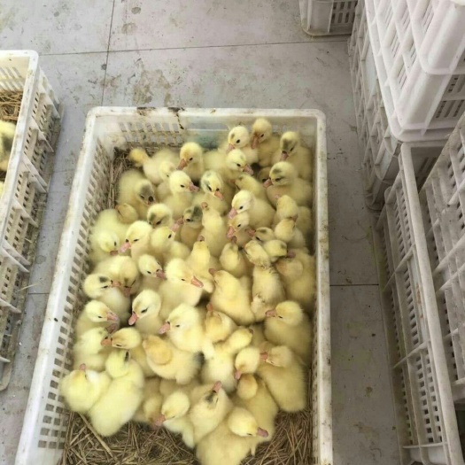 沧县大三花鹅苗 出苗，接受预定