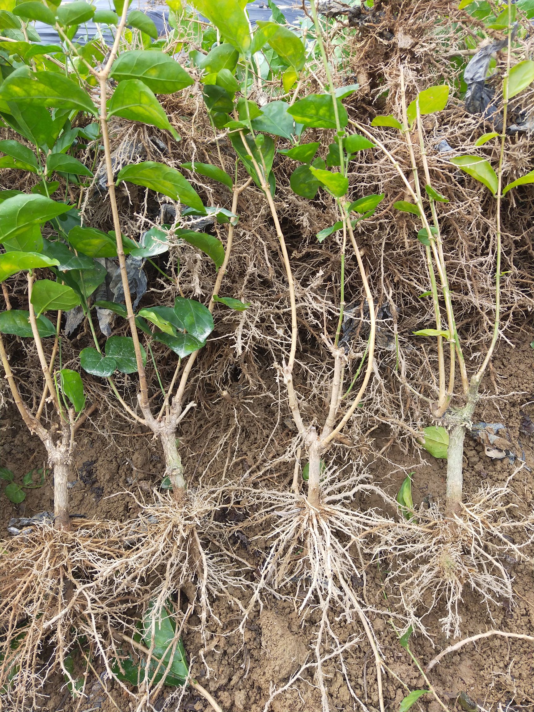  优惠茉莉花苗2到3年苗批发