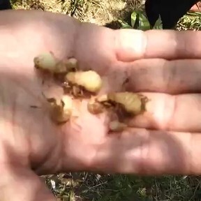 沭阳县 大量供应金蝉卵支