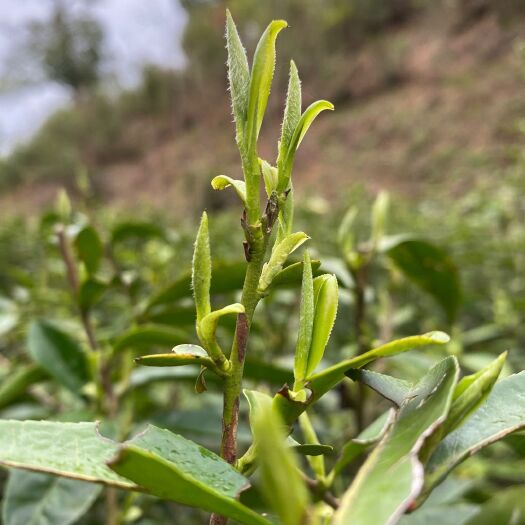 黄山黄山绿茶 黄山茶叶