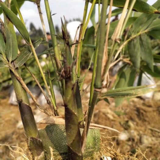 洪雅县两年生无纺布营养杯楠竹苗，四十公分以上优质健壮根系发达