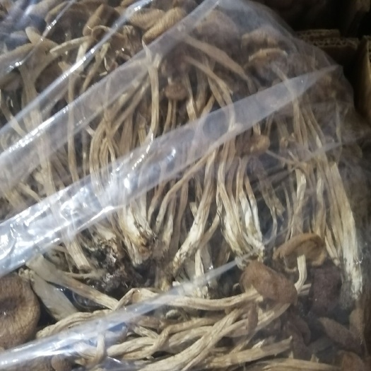 韶关 新鲜茶树菇，干茶树菇
