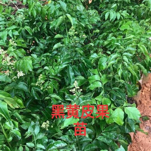 灵山县黄皮果苗  黑黄皮果苗