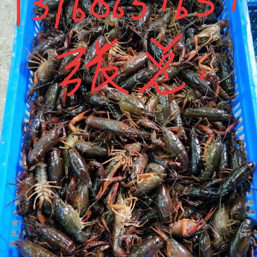 监利市 大量批发零售龙虾，大青，中青，小青，大红，中红。