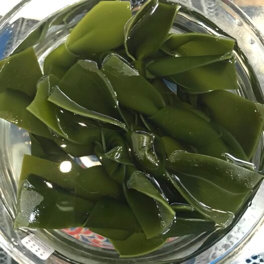 霞浦县大量批发海带结和海带苗