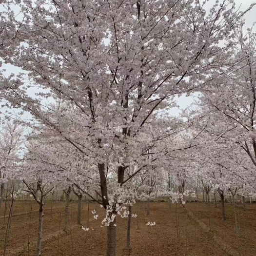 邳州市樱花晚樱早樱染井吉高度分枝樱花高杆樱花