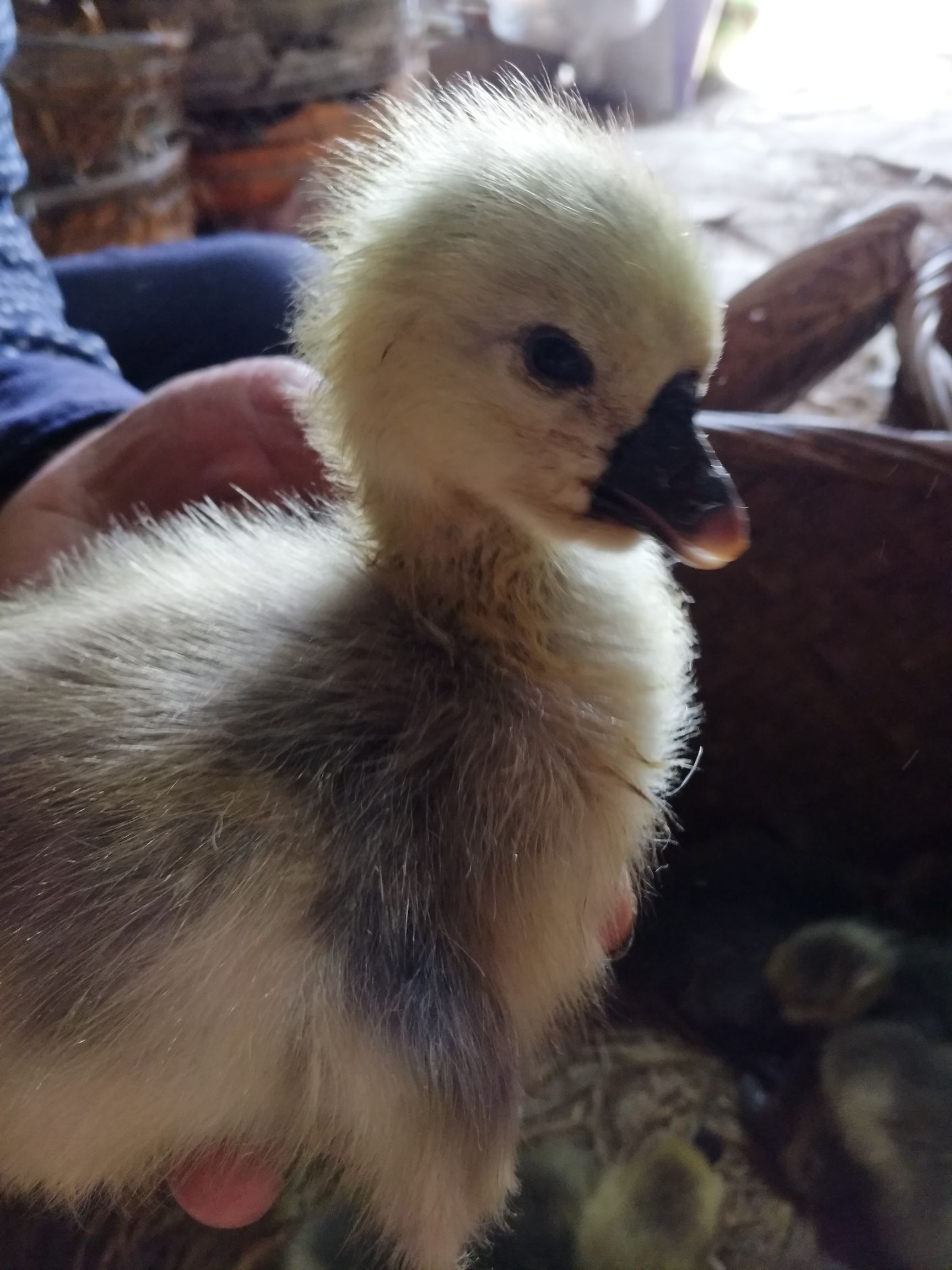 特大种狮头鹅苗，自产自销批发   可零售