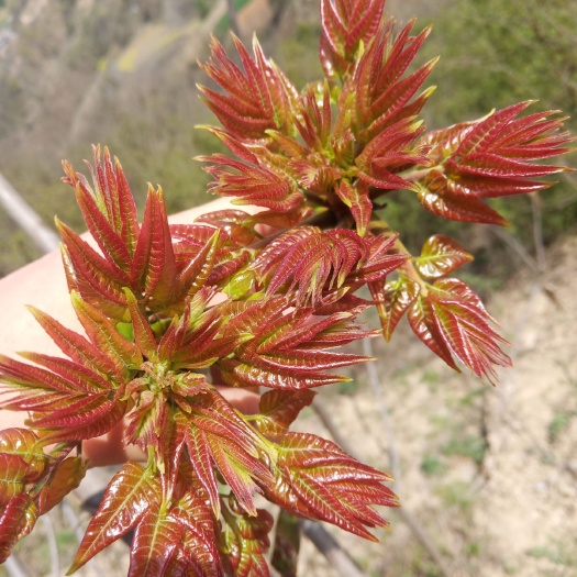 郧西县 红油香椿芽