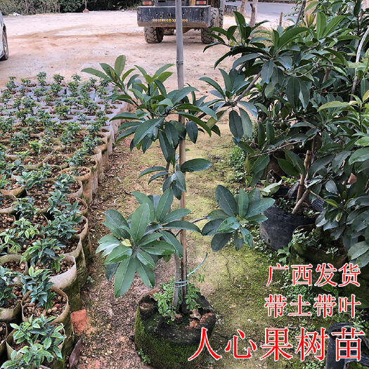 灵山县 人心果苗树苗优质盆栽阳台 人心果树苗庭院南方种北方种水果树苗
