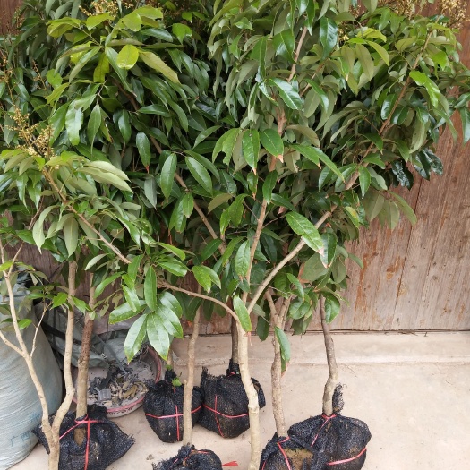灵山县妃子笑荔枝苗  靓丽的带花包的带土球的妃子笑大苗