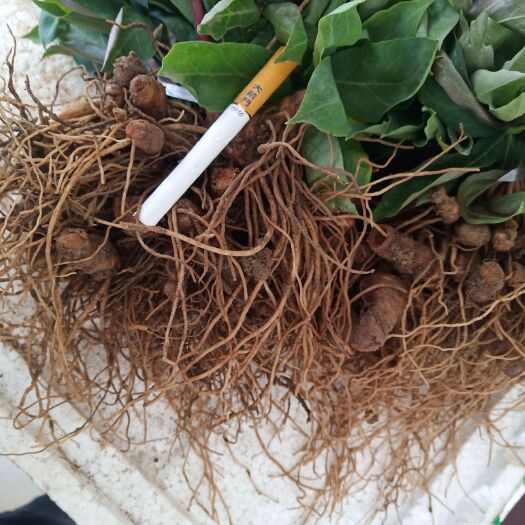 昆明重楼苗 烟头到小拇指