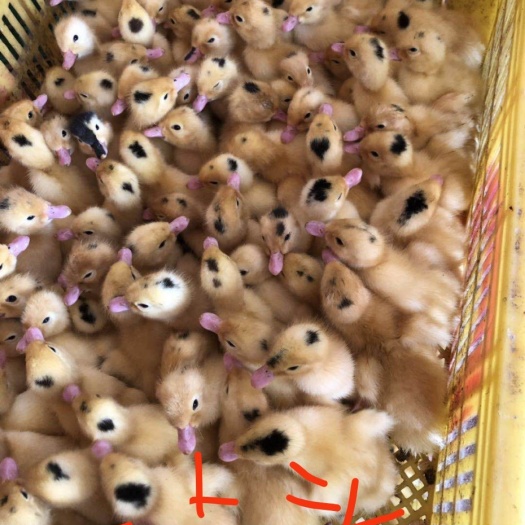 南宁肉鸭苗