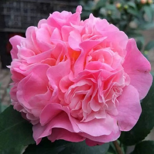 宿迁七仙女茶花   茶花盆栽四季茶花绿植茶花树苗多色茶花香妃当年